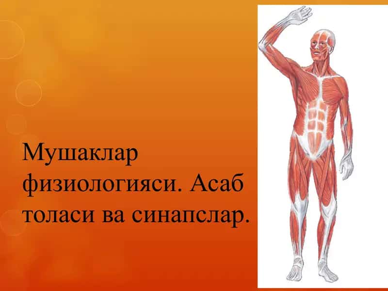 Мушаклар физиологияси. Асаб толаси ва синапслар 1