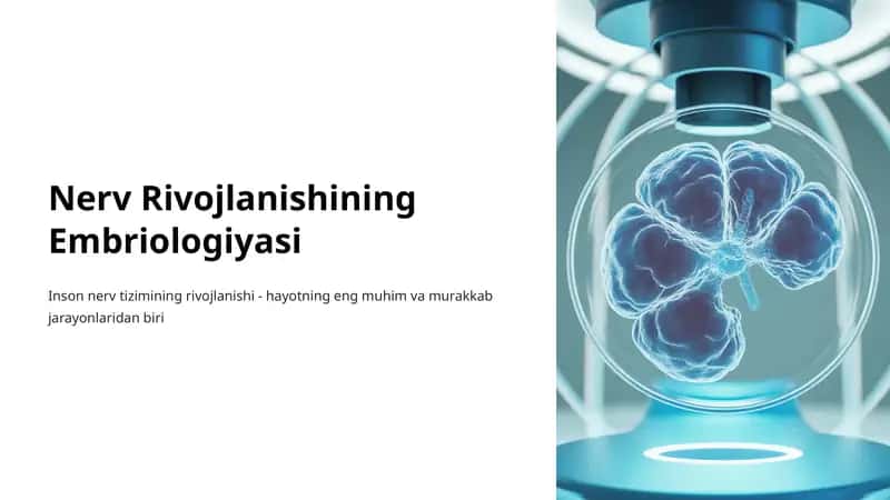 Nerv Rivojlanishining Embriologiyasi 1
