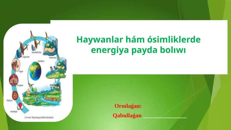 Haywanlar hám ósimliklerde energiya payda bolıwı 1