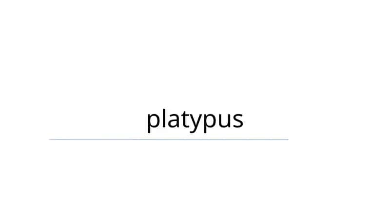 platypus 1