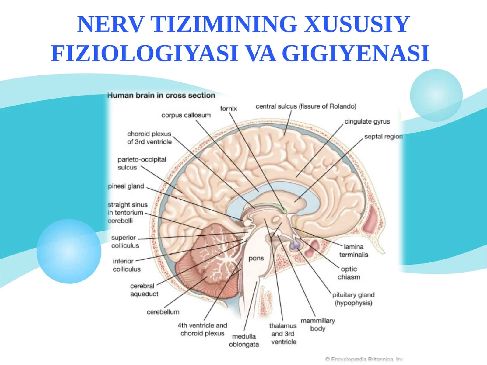 NERV TIZIMINING XUSUSIY FIZIOLOGIYASI VA GIGIYENASI 1