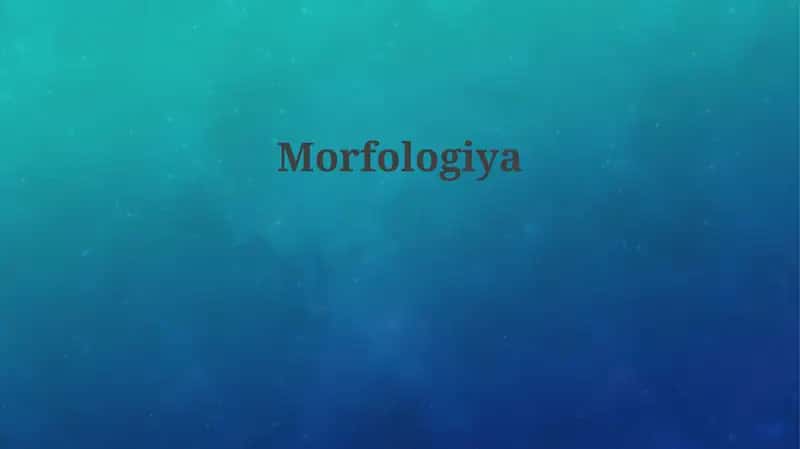 Morfologiya 1