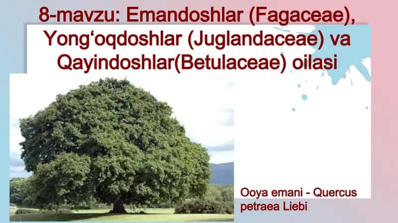 Emandoshlar (Fagaceae), Yong‘oqdoshlar (Juglandaceae) va Qayindoshlar(Betulaceae) oilasi 1