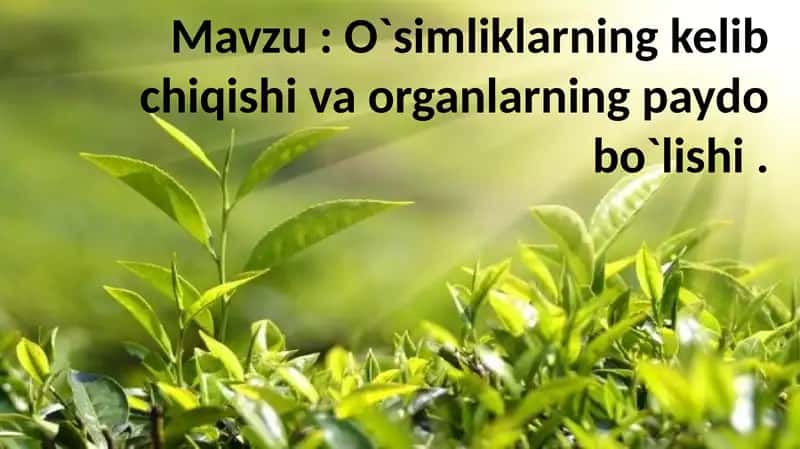 O`simliklarning kelib chiqishi va organlarning paydo bo`lishi . 1