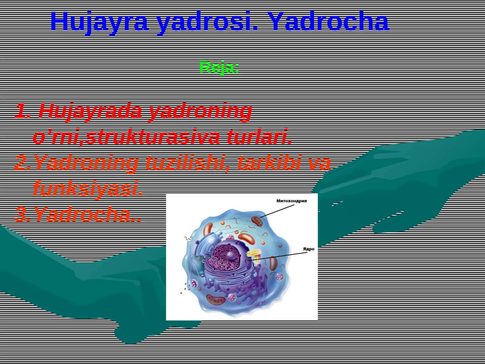 Hujayra yadrosi. Yadrocha 1