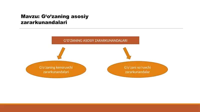 G‘o‘zaning asosiy zararkunandalari 1