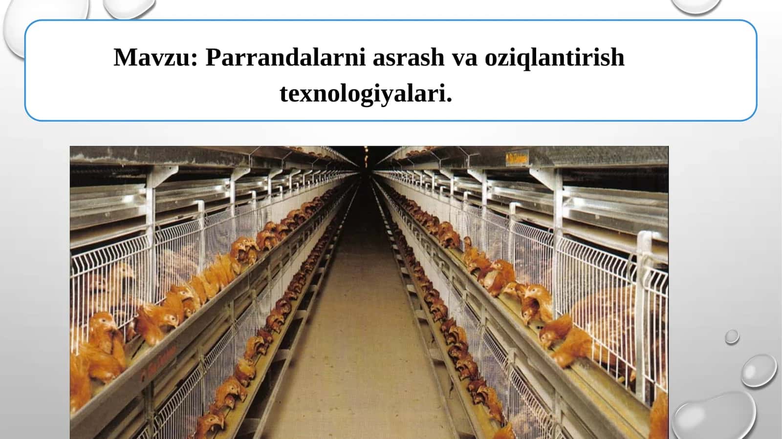 Parrandalarni asrash va oziqlantirish texnologiyalari 1