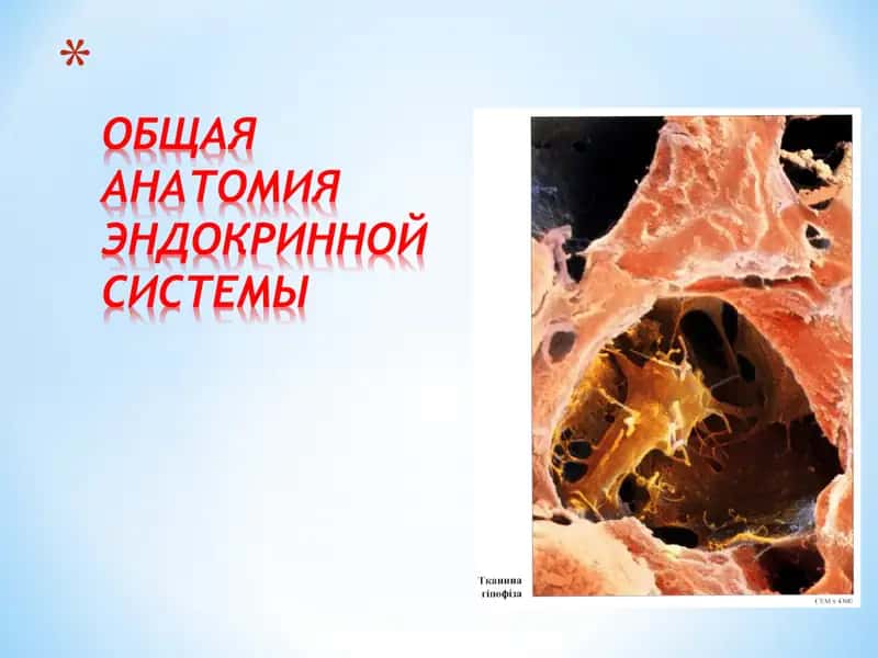 Эндокринные железы 1