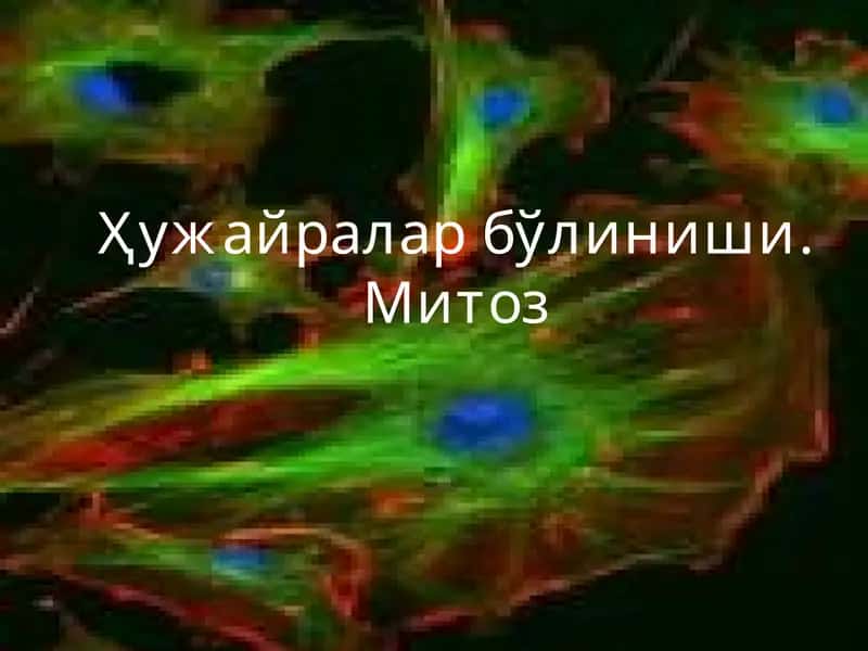 Митоз 1