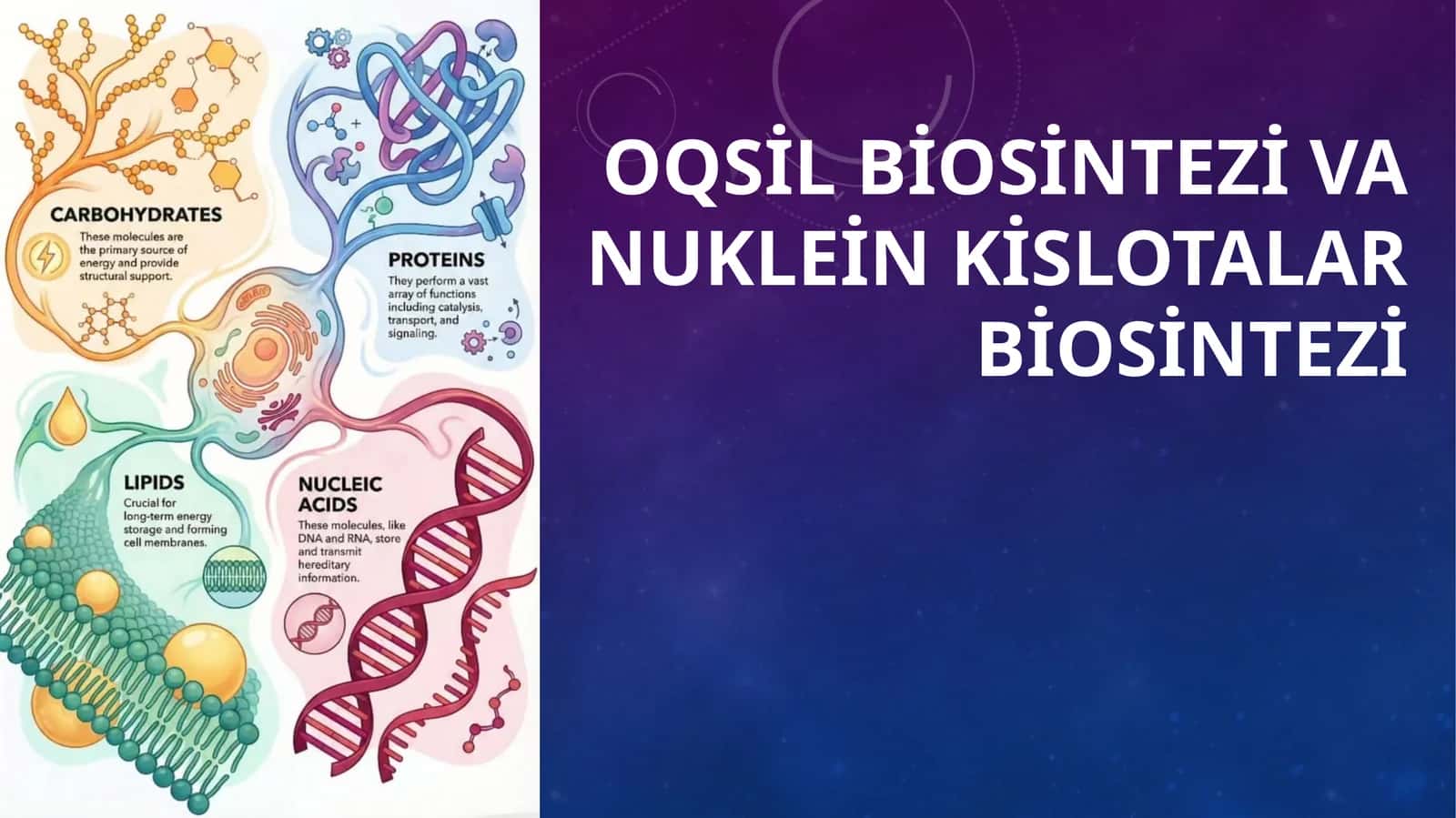 Oqsil biosintezi va nuklein kislotalar biosintezi 1