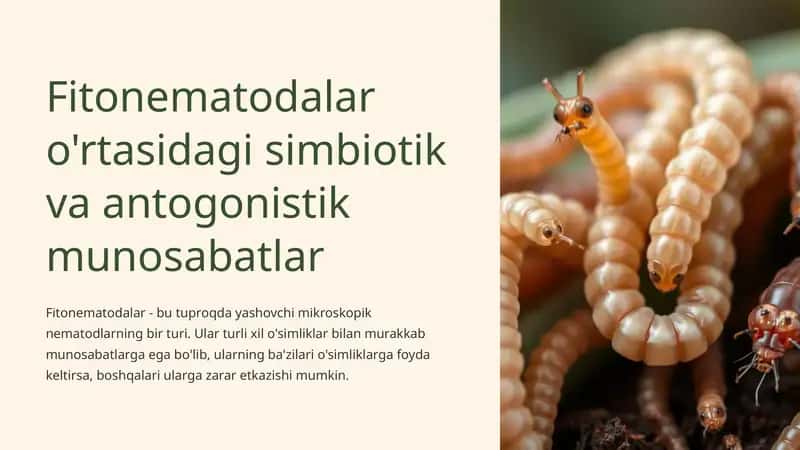 Fitonematodalar o'rtasidagi simbiotik va antogonistik munosabatlar 1