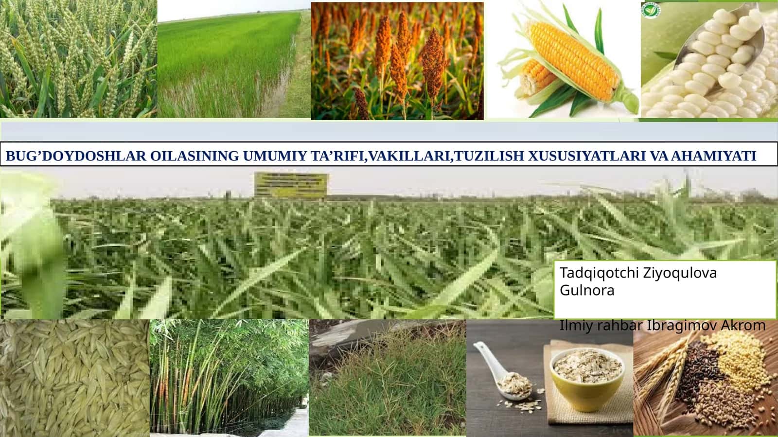 BUG’DOYDOSHLAR OILASINING UMUMIY TA’RIFI,VAKILLARI,TUZILISH XUSUSIYATLARI VA AHAMIYATI 1