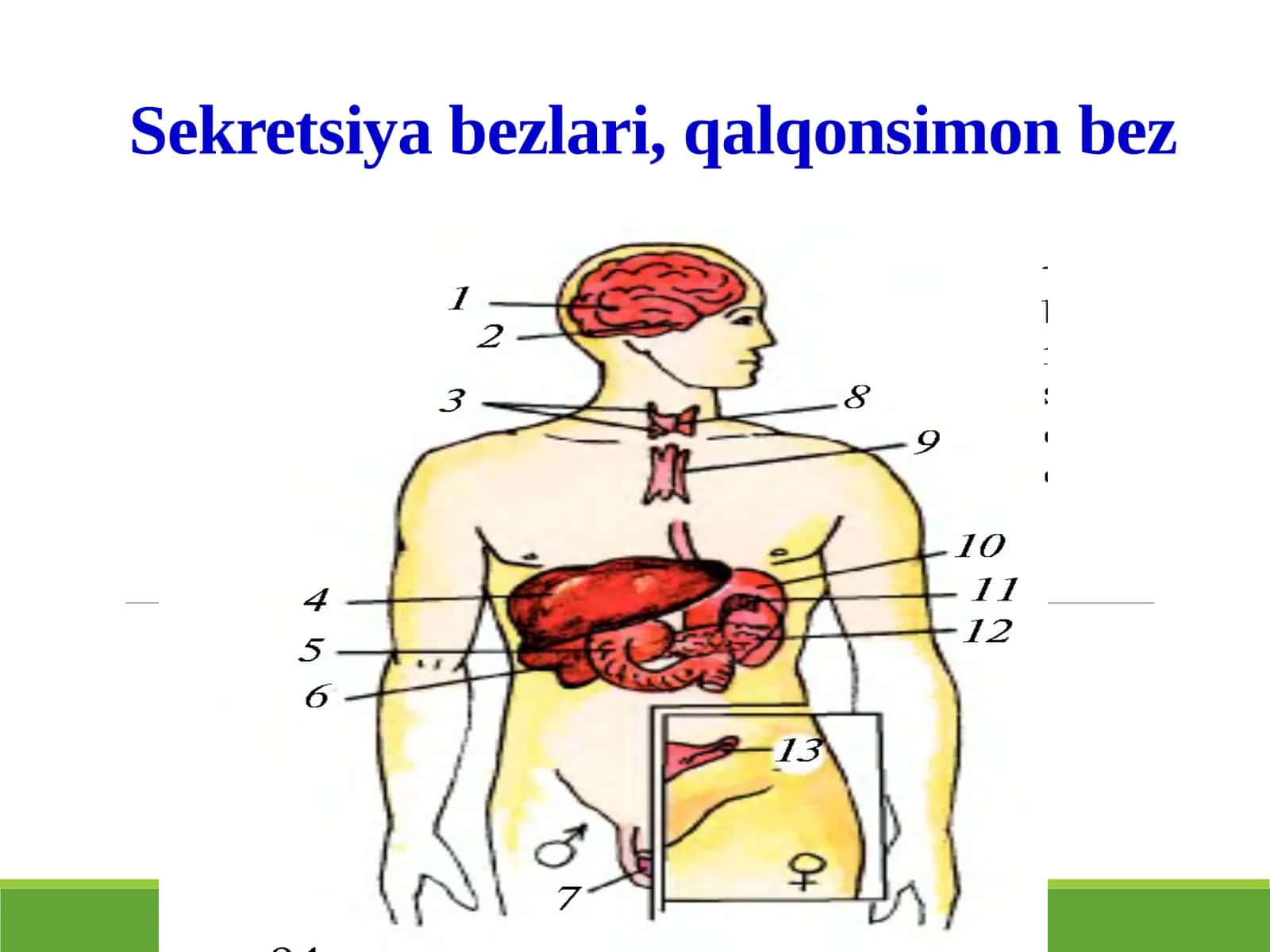 Ichki sekretsiya bezlari 1