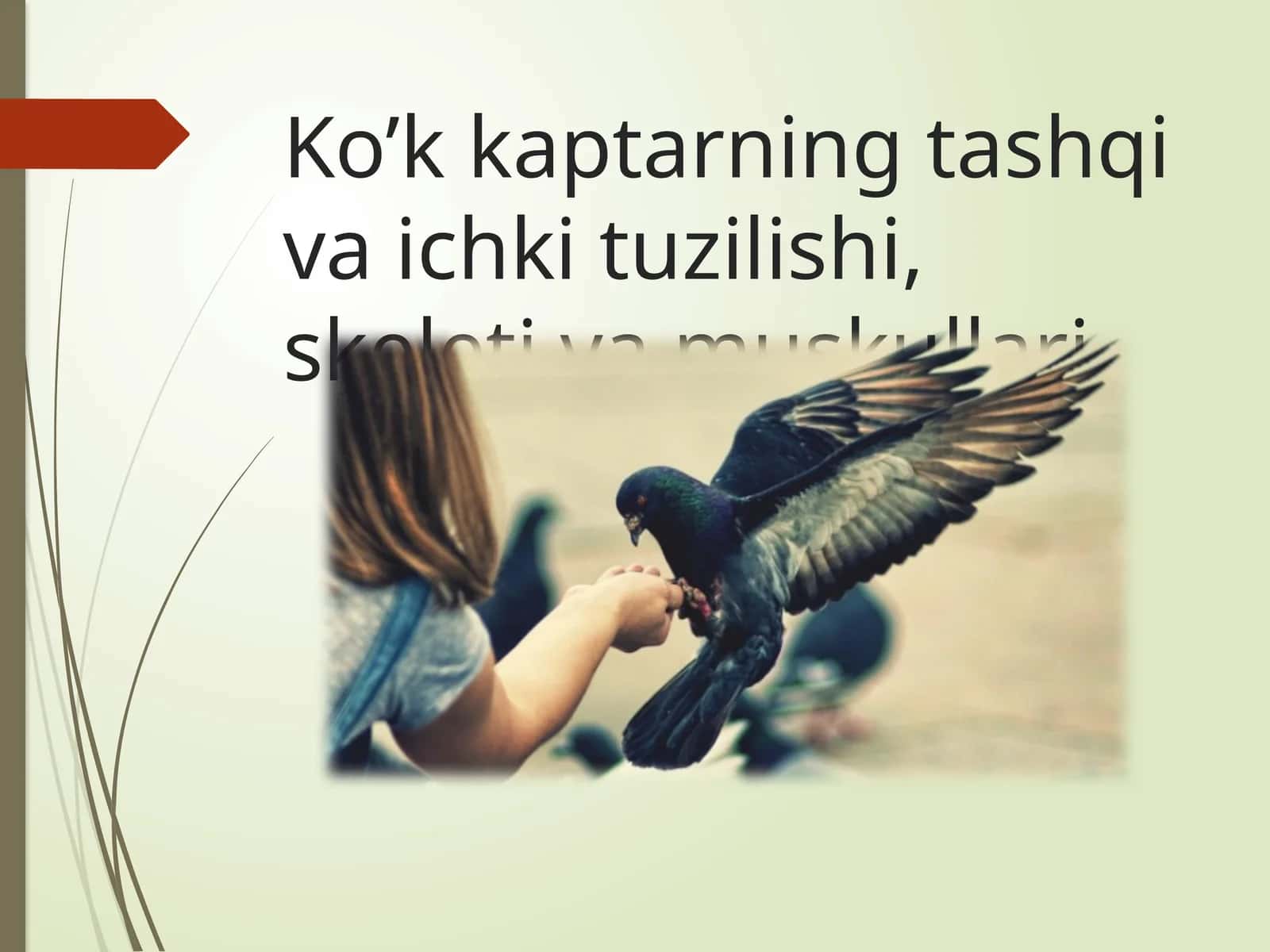 Ko’kkaptarningtashqivaichkituzilishi,skeletivamuskullari 1