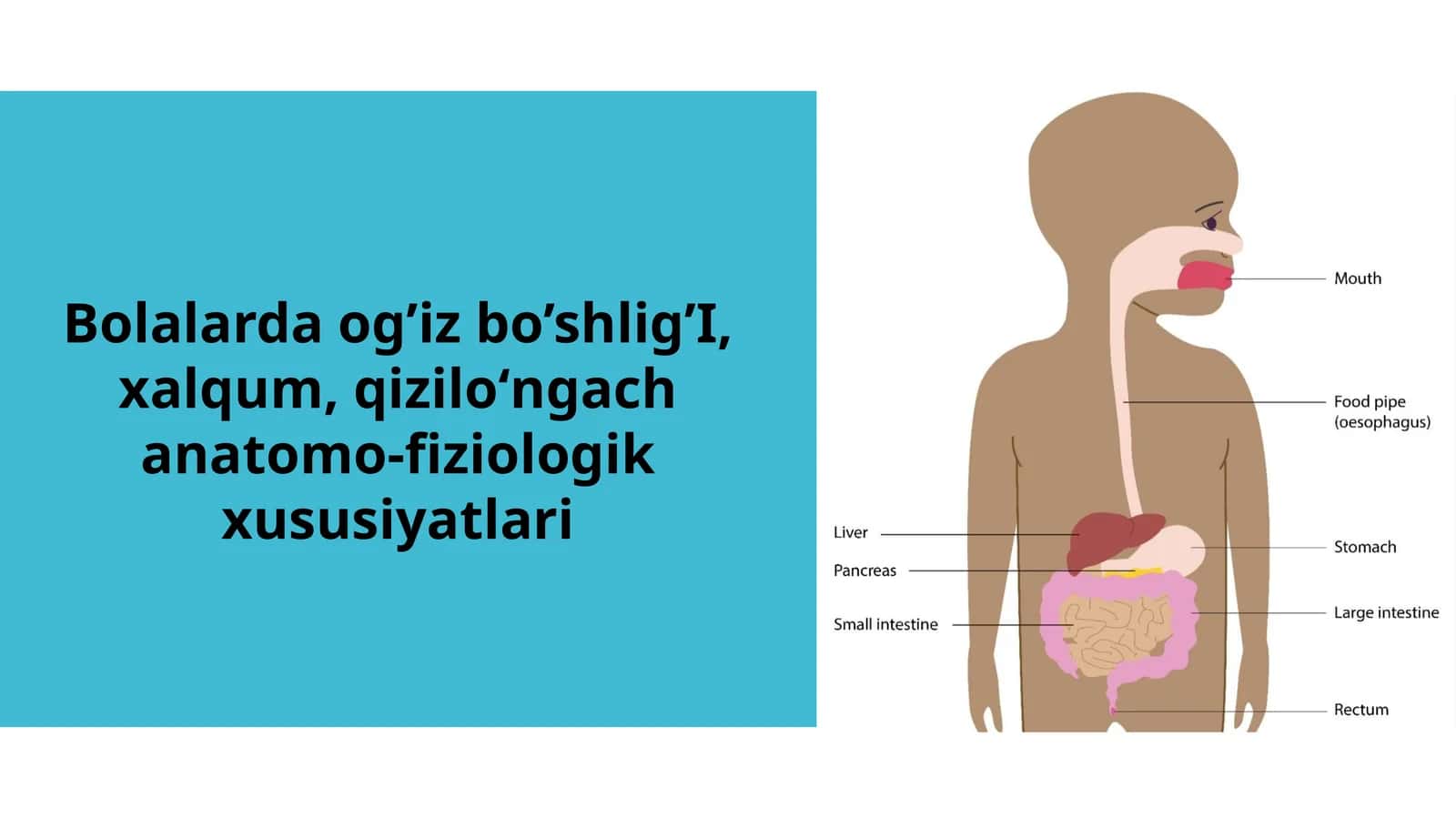 Bolalarda Og‘iz Bo‘shlig‘i, Halqum va Qizilo‘ngachning Anatomo-Fiziologik Xususiyatlari | 12 Slayd 1