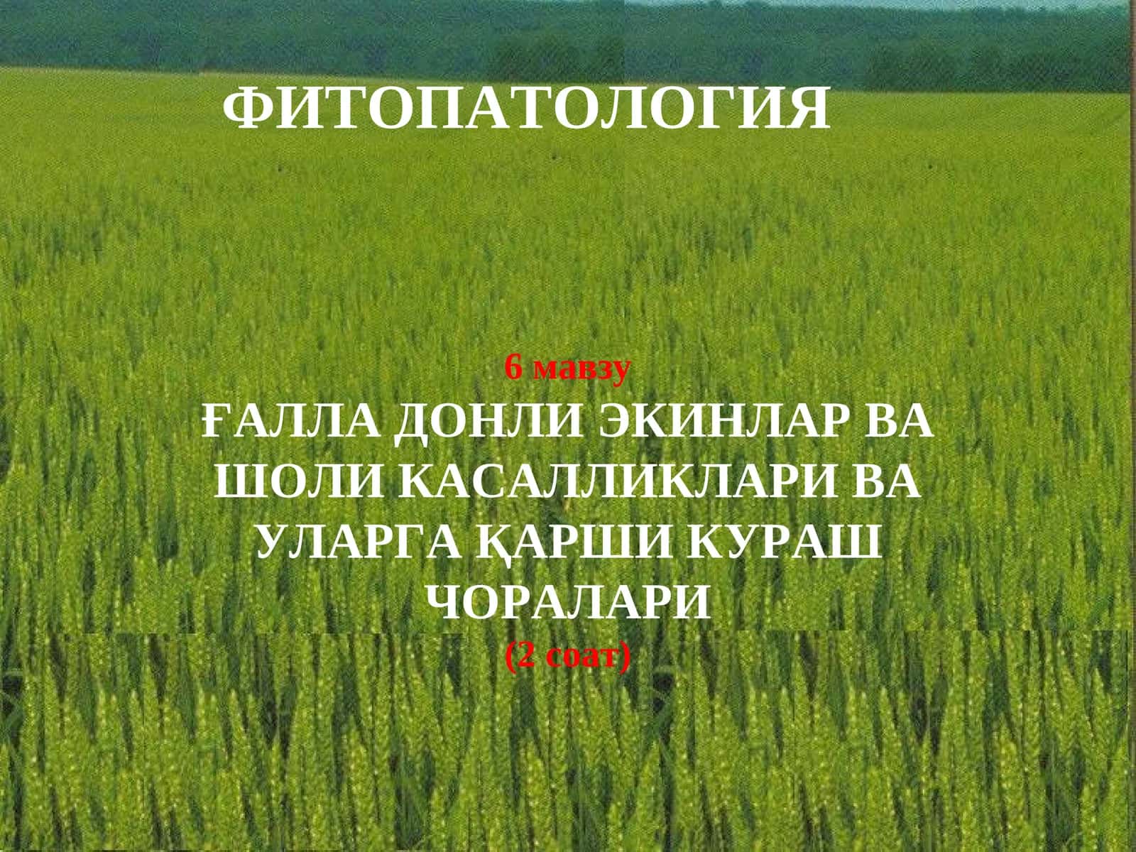 ҒАЛЛА ДОНЛИ ЭКИНЛАРВА ШОЛИ КАСАЛЛИКЛАРИ ВА УЛАРГА ҚАРШИ КУРАШ ЧОРАЛАРИ 1