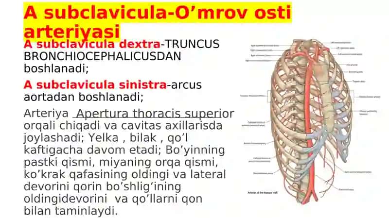 A subclavicula-O’mrov osti arteriyasi
