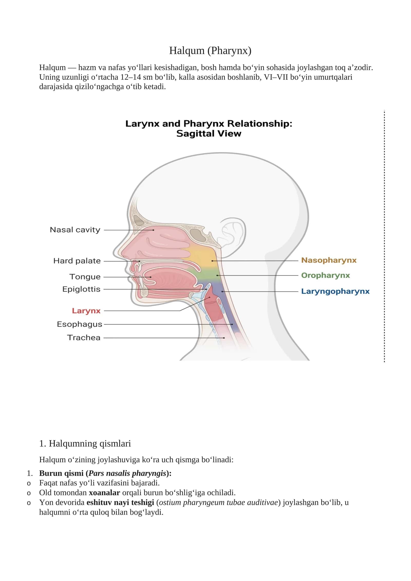 Halqum (Pharynx) 1