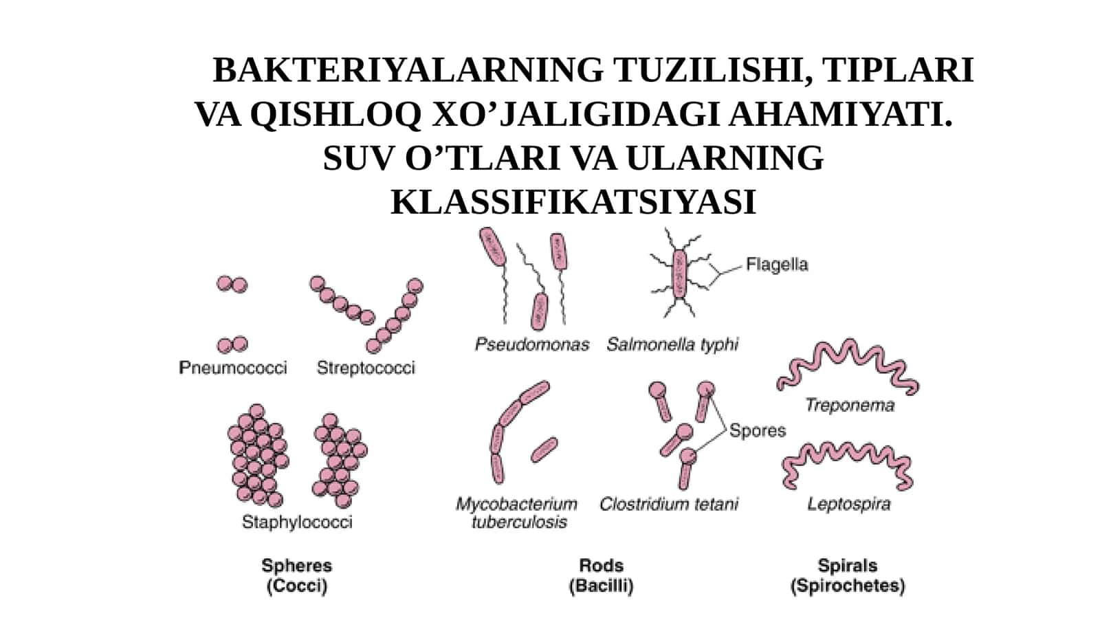 BAKTERIYALARNING TUZILISHI, TIPLARI VA QISHLOQ XO’JALIGIDAGI AHAMIYATI. SUV O’TLARI VA ULARNING KLASSIFIKATSIYASI 1