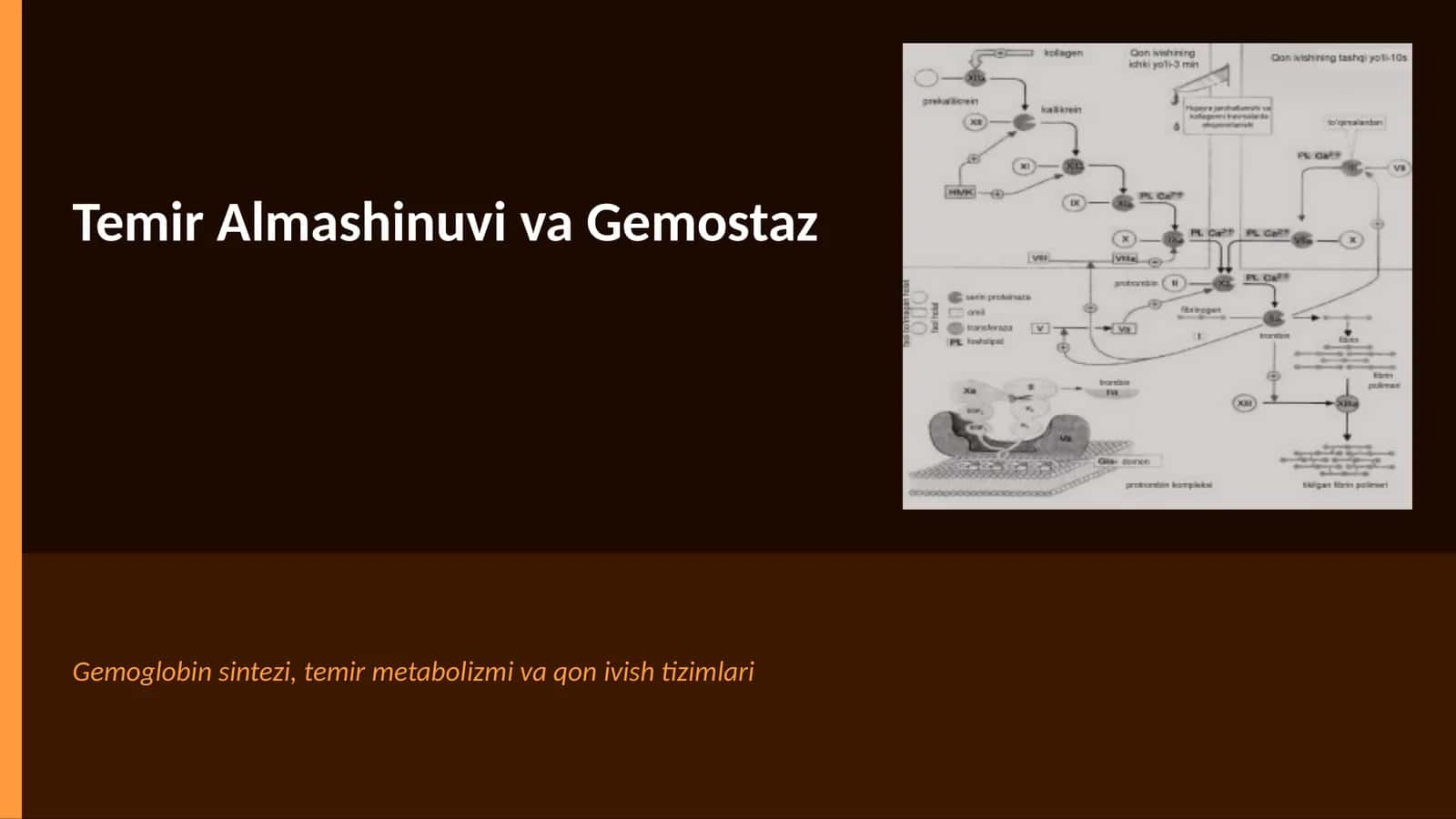 Temir Almashinuvi va Gemostaz 1