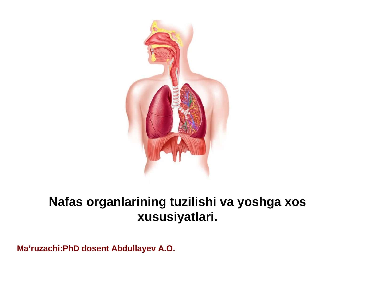 Nafas organlarining tuzilishi va yoshga xos xususiyatlari 1