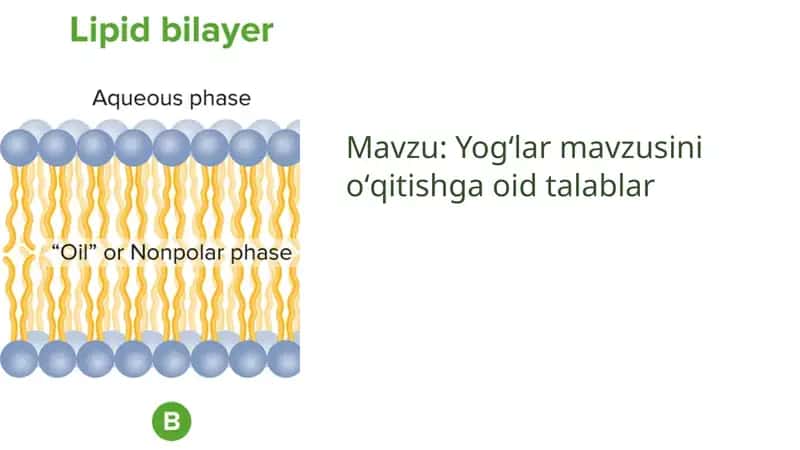 Yogʻlar 1