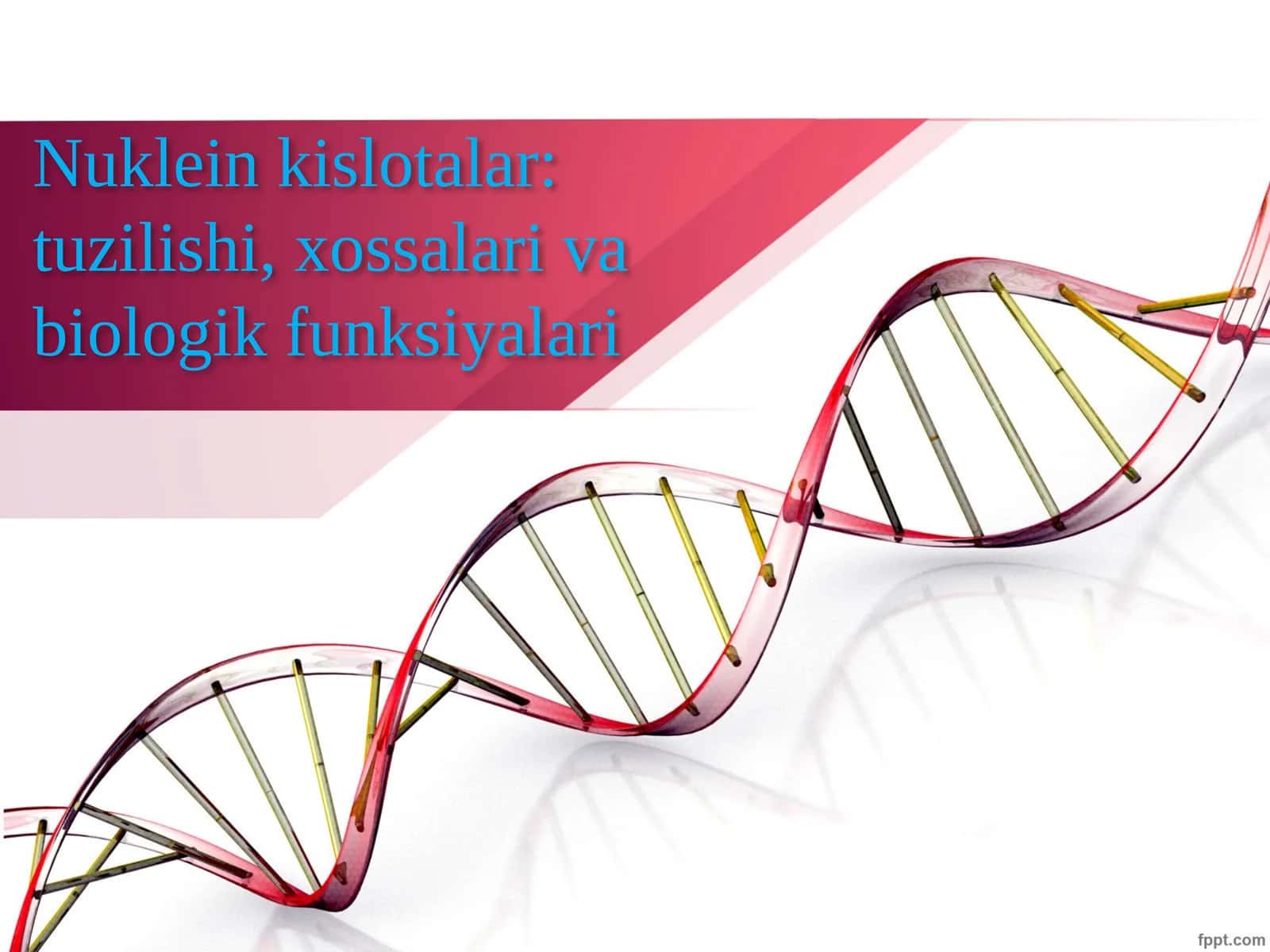 Nuklein kislotalar: tuzilishi, xossalari va biologik funksiyalari 1