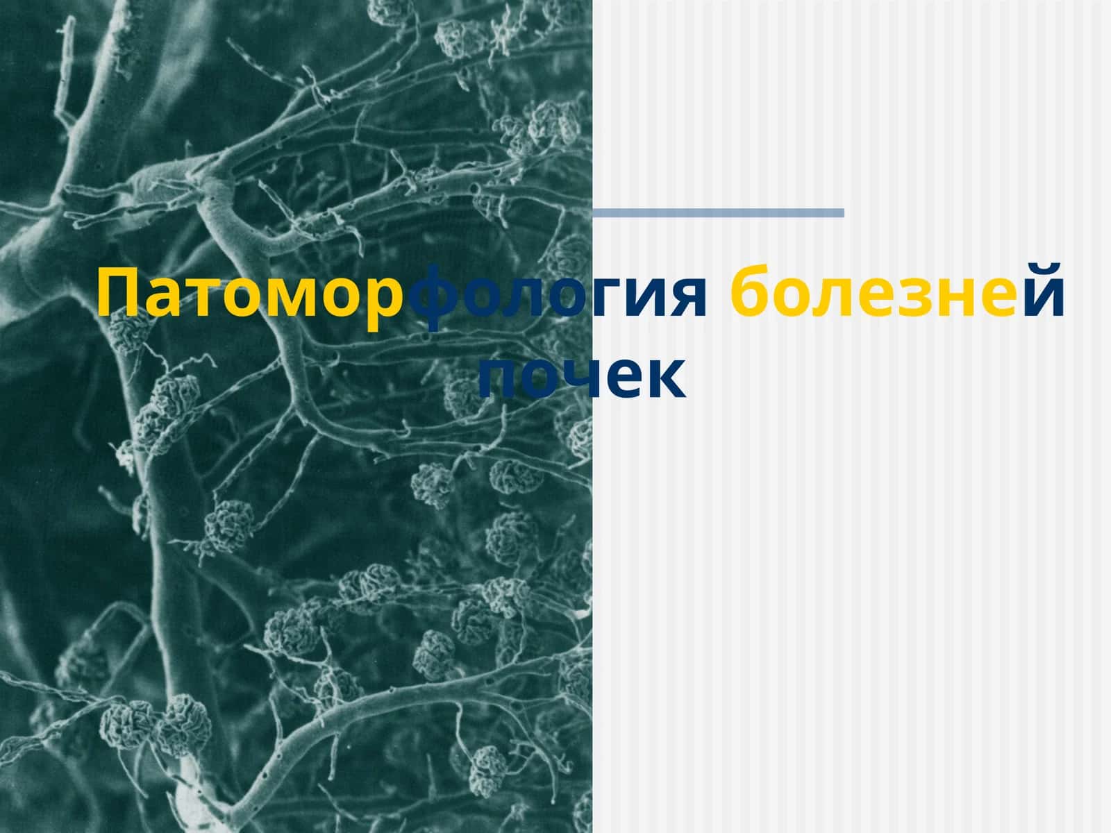 Патоморфология болезней почек 1