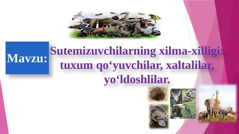 SUT EMIZUVCHI 1
