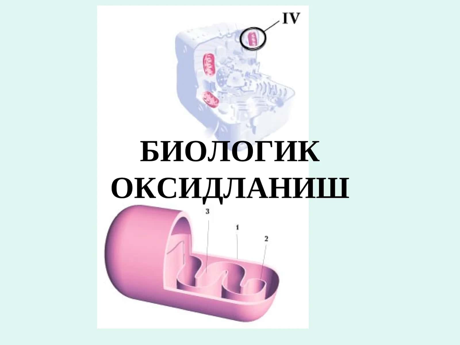 БИОЛОГИК ОКСИДЛАНИШ 1