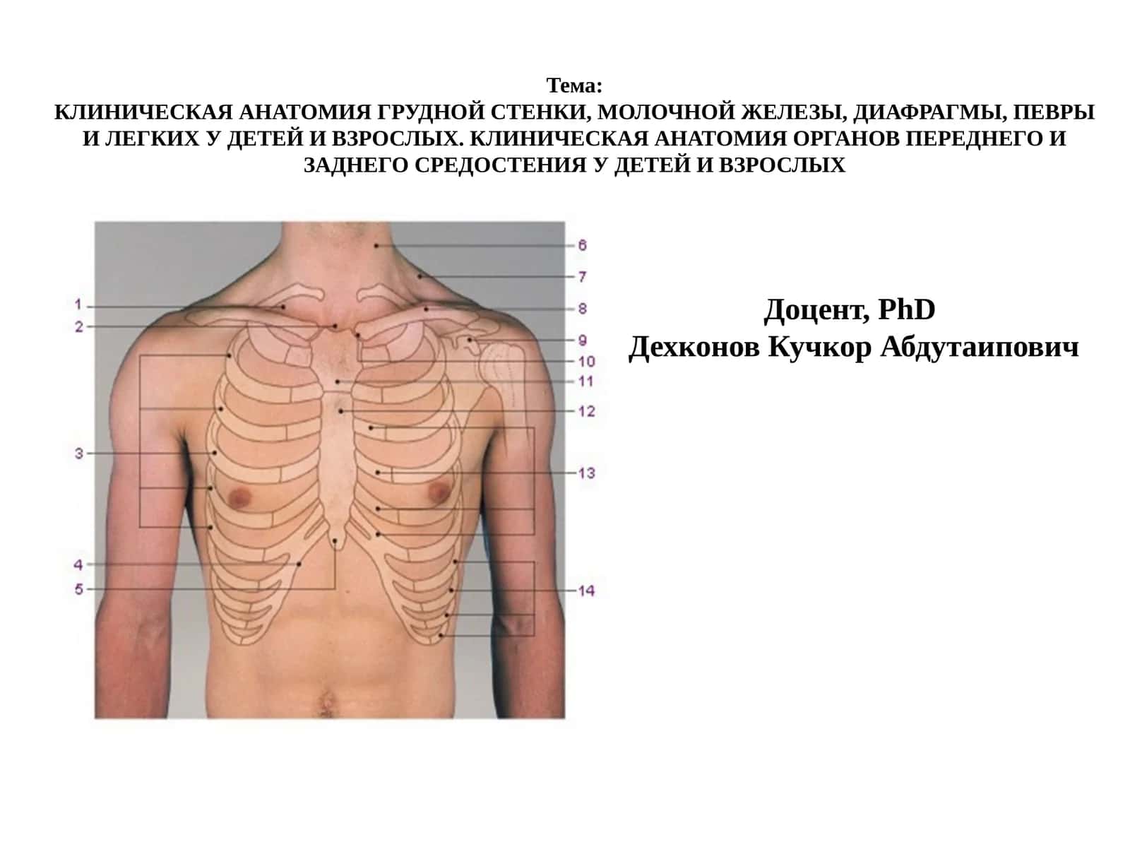 КЛИНИЧЕСКАЯ АНАТОМИЯ ГРУДНОЙ СТЕНКИ, МОЛОЧНОЙ ЖЕЛЕЗЫ, ДИАФРАГМЫ, ПЕВРЫ И ЛЕГКИХ У ДЕТЕЙ И ВЗРОСЛЫХ 1