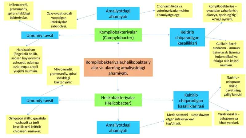 Kompilobakteriyalar va Helikobakteriyalar 1