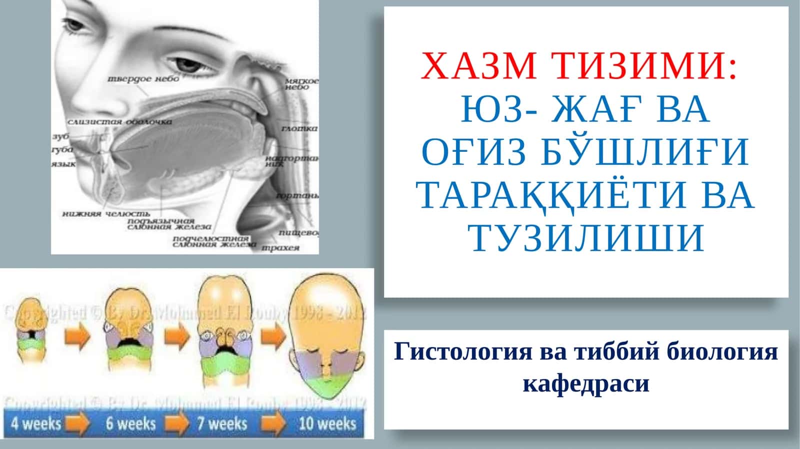 Хазмтизими:Юз-жағ ва оғиз бўшлиғи тараққиёти ва тузилиши 1