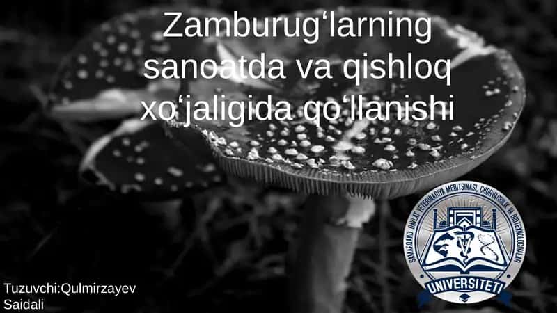 Zamburug'larning Sanoat va Qishloq xo'jaligida qo'llanishi 1