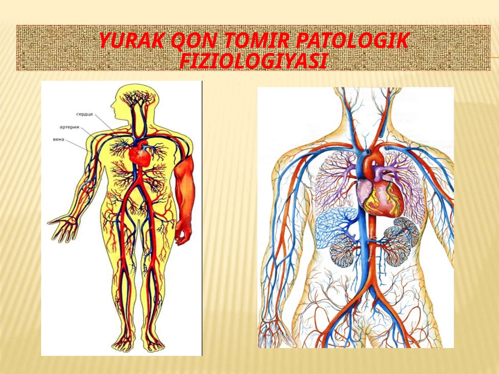 Yurak qon tomir patologik fiziologiyasi 1