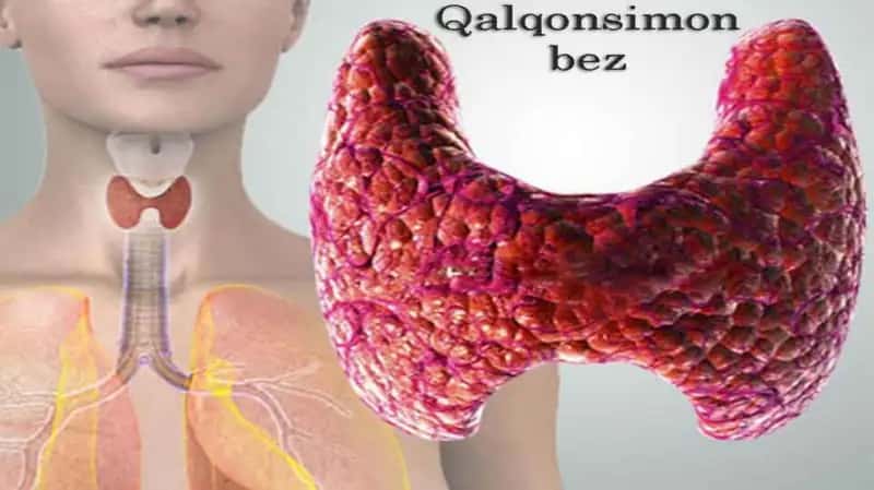 qalqonsimon bez 1