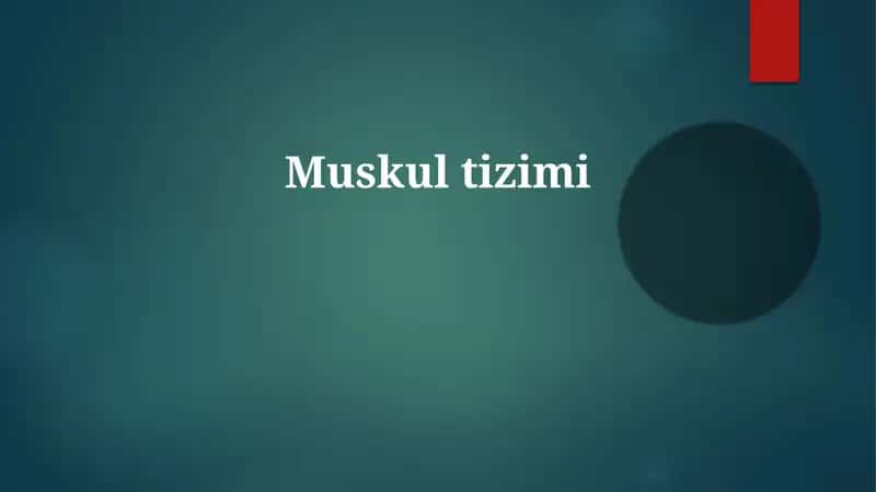 Muskultizimi 1