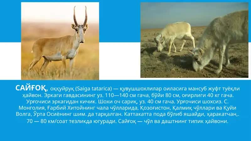 САЙҒОҚ,оққуйруқ (Saigatatarica) 1