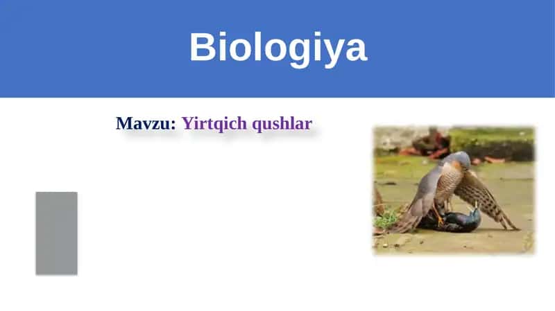 Zoologiya fanidan taqdimot. Yirtqich qushlar 1