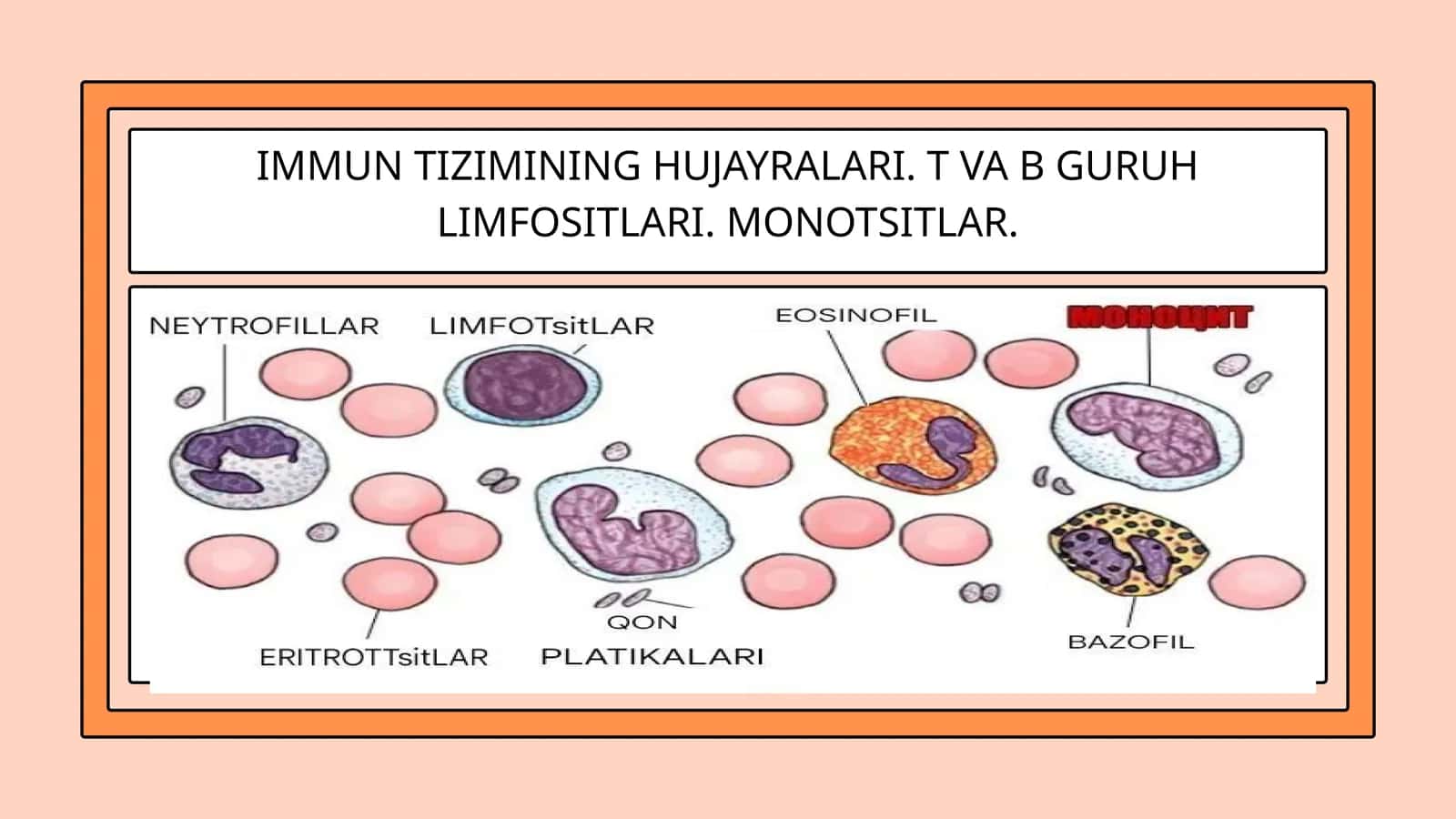 IMMUN TIZIMINING HUJAYRALARI. T VA B GURUH LIMFOSITLARI. MONOTSITLAR 1