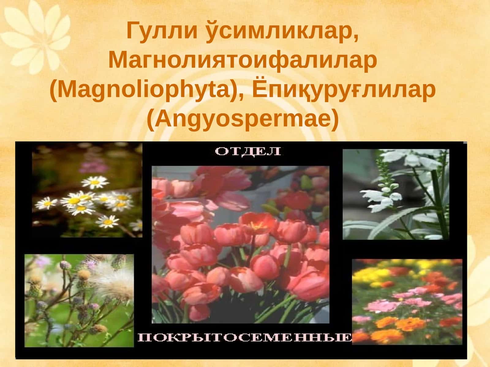 Гулли ўсимликлар, Магнолиятоифалилар (Magnoliophyta), Ёпиқуруғлилар (Angyospermae) 1