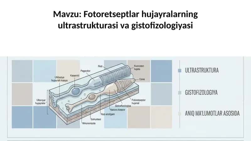 Fotoretseptlar hujayralarning ultrastrukturasi va gistofizologiyasi 1