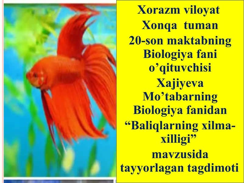 "Baliqlarning xilma-xilligi" 1