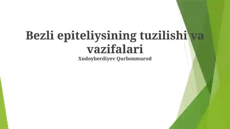 Bezli epiteliysining tuzilishi va vazifalari