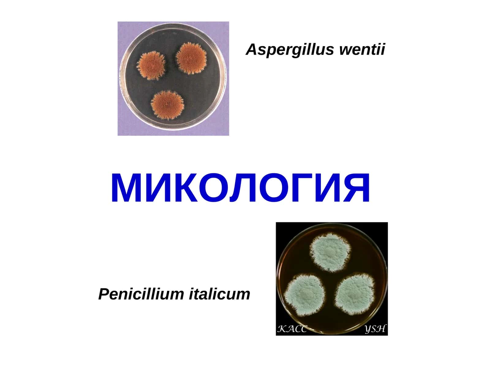 Микология фанининг мақсади, ривожланиш тарихи, аҳамиятива вазифалари 1