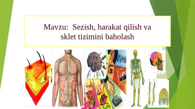 Sezish, harakat qilish va sklet tizimini baholash 1