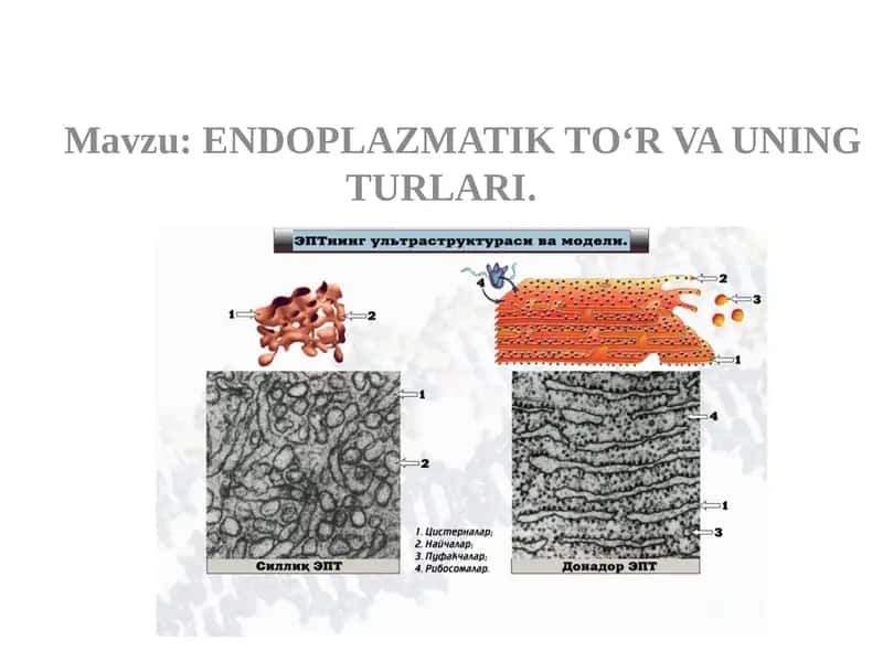 ENDOPLAZMATIK TO‘R VA UNING TURLARI 1
