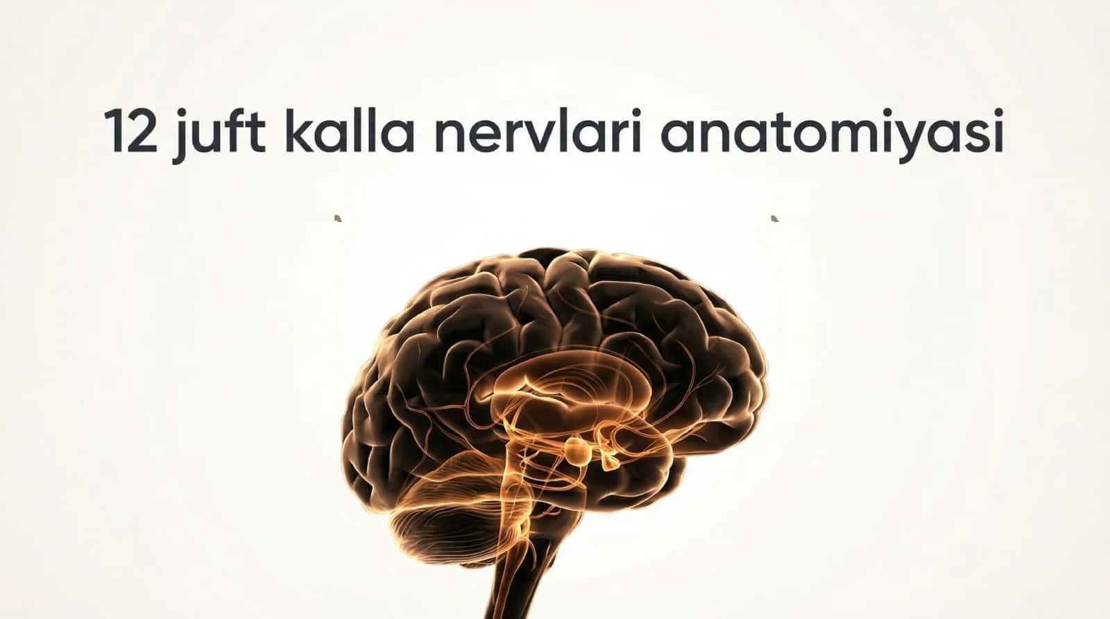 12 juft nerv anatomiyasi 1