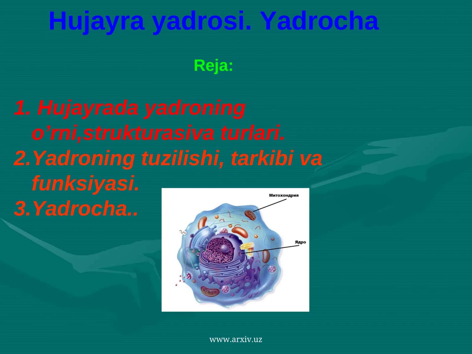 Hujayra yadrosi. Yadrocha 1