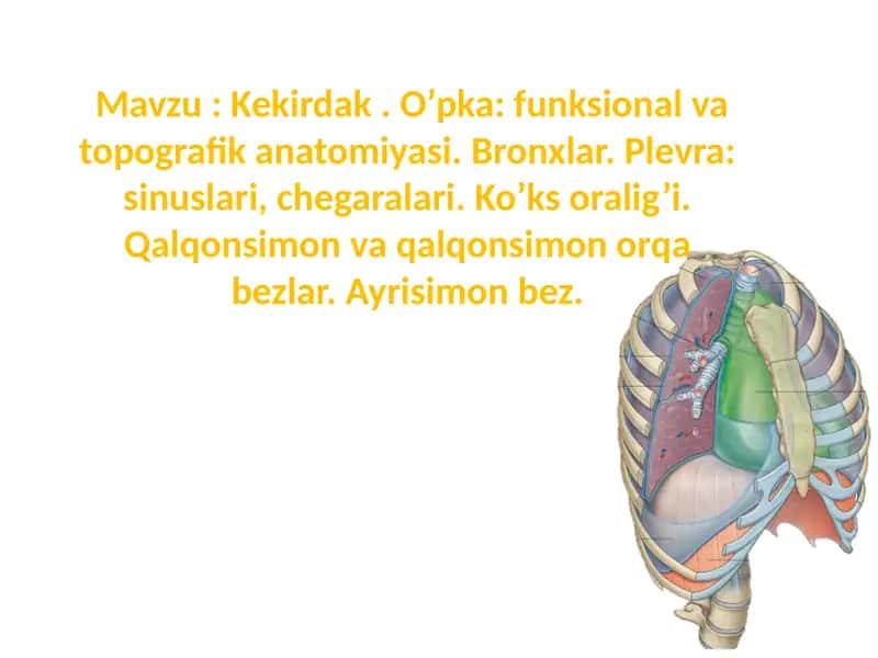 Kekirdak . O’pka: funksional va topografik anatomiyasi. Bronxlar. Plevra: sinuslari, chegaralari. Ko’ks oralig’i. Qalqonsimon va qalqonsimon orqa bezlar. Ayrisimon bez. 1